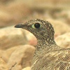 Lichtenstein Sandgrouse