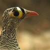 Lichtenstein Sandgrouse