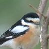 Masked ShriKe