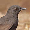 Black Bush-robin