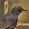 Black Bush-robin