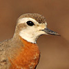 Caspian Plover