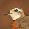 Caspian Plover