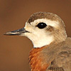 Caspian Plover