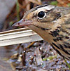 Olive-backed Pipit