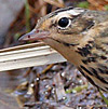 Olive-backed Pipit