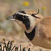 Temminck's Lark