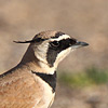 Temminck's Lark