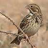 Corn Bunting