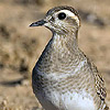 Dotterel