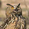 Eagle Owl