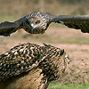Eagle Owl mobbed by a Black Kite