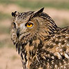 Eagle Owl