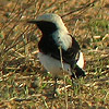 Finsch's Wheatear