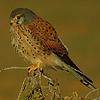 Kestrel