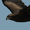 Black Kite