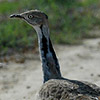 Houbara Bustard