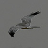 Pallid Harrier