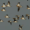 Pin-tailed Sandgrouse