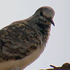 Namaqua Dove