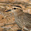 Sociable Plover