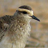 Sociable Plover