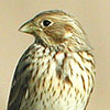 Corn Bunting