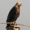 Imperial Eagle