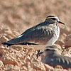 Sociable Plover