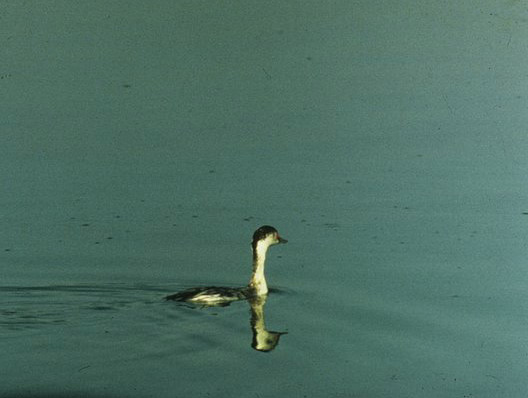 Horned Grebe Podiceps auritus