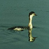 Horned Grebe Podiceps auritus