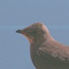 Oriental Pratincole (Glareola maldivarum)