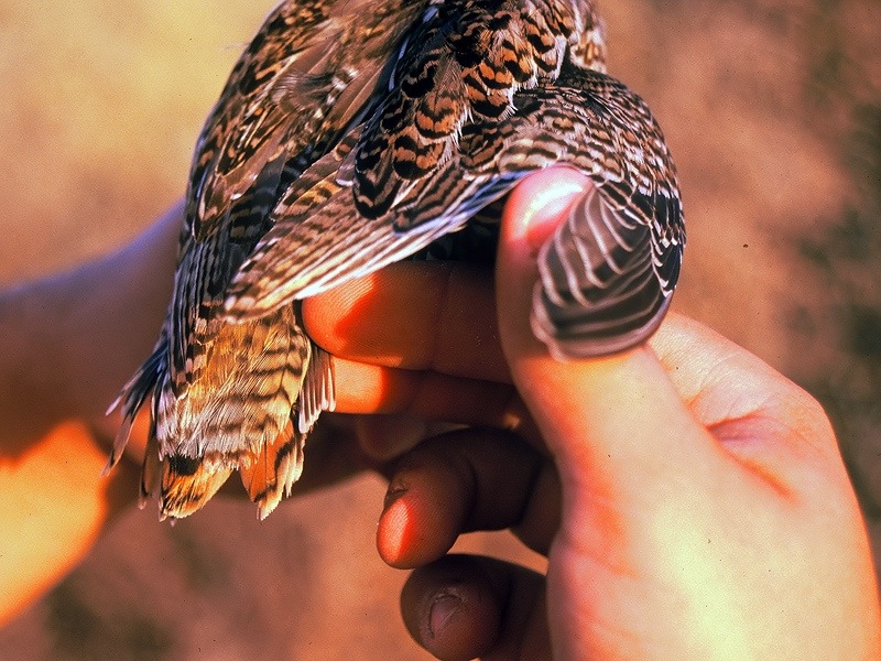 Pin-tailed Snipe