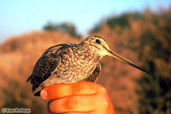 Pin-tailed Snipe (Gallinago stenura), Kfra Ruppin, November 1998