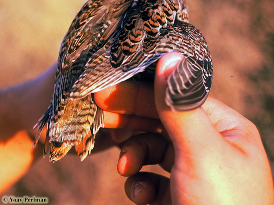 Pin-tailed Snipe (Gallinago stenura), Kfra Ruppin, November 1998