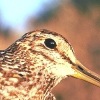 Pin-tailed Snipe