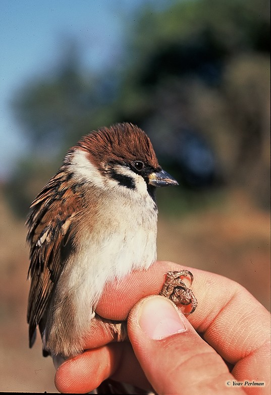 Tree Sparrow (Passer montanus), Kfra Ruppin, October 1998