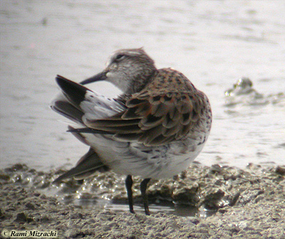 White-rumped Sandpiper