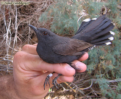 Black Bush Robin