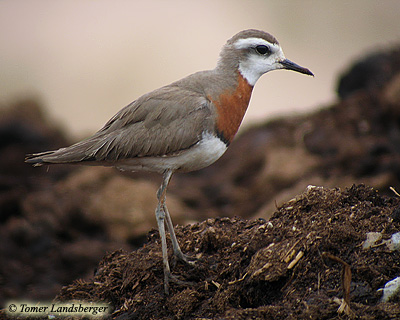 Caspian Plover