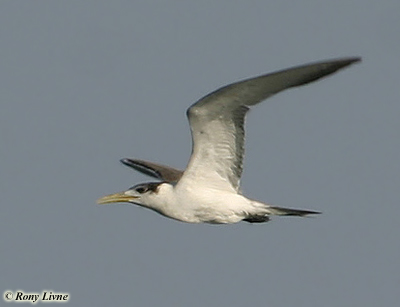 Crested Tern