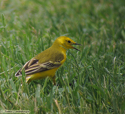 lutea Yellow Wagtail