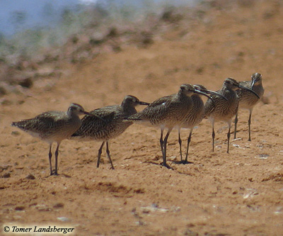 Whimbrel