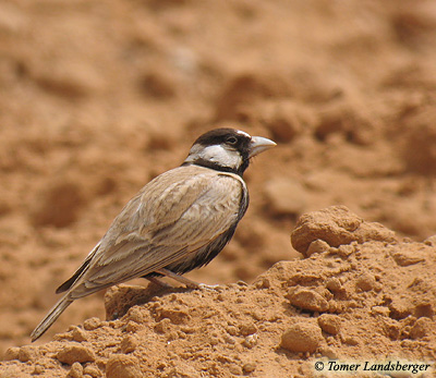 Black-crowned Sparrow-Lark