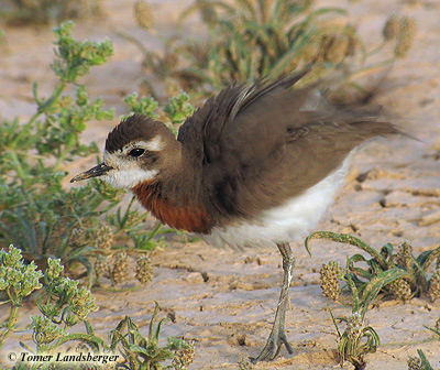 Caspian Plover