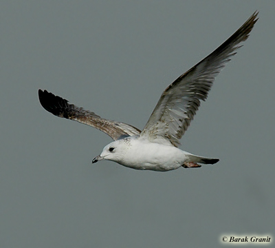 Common Gull