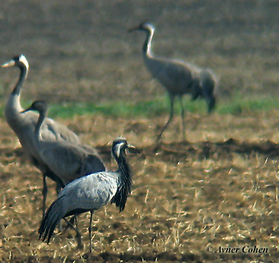 Demoiselle Crane