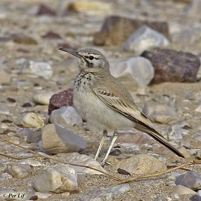 Hoopoe Lark