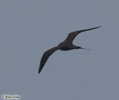 Long-tailed Skua