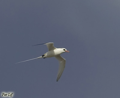 Red-billed Tropicbird Phaethon aethereus